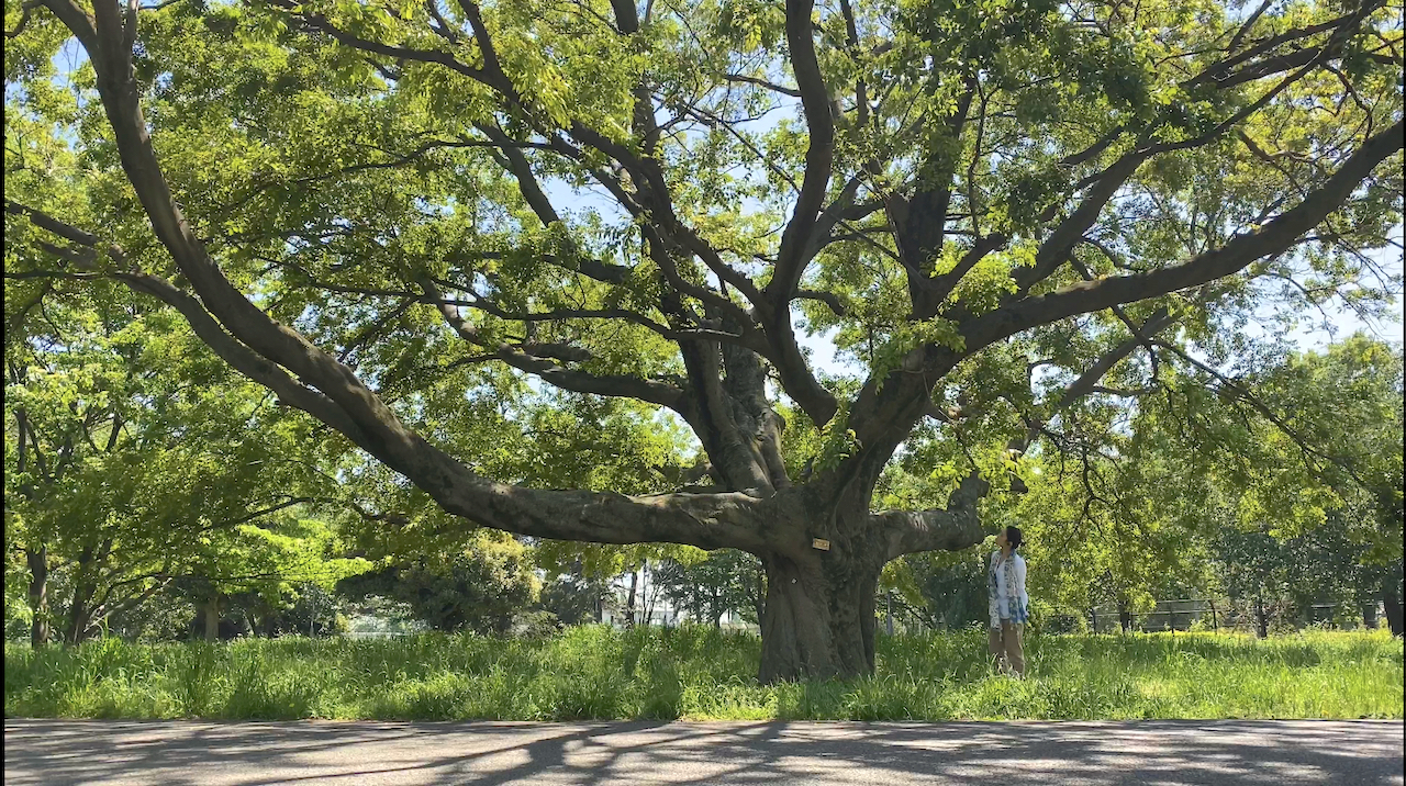 これから考えたい“人と自然の距離”と役割 - 森と未来 ―森林浴(shinrin