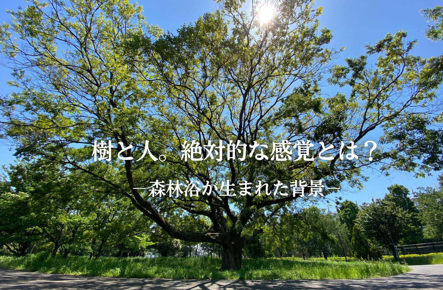 樹と人。絶対的な感覚とは？ー森林浴が生まれた背景ー - 森と未来 